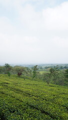 Fototapeta premium The vast expanse of tea gardens in the Malang area in the afternoon