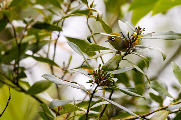 beautiful small Silvereye (Tauhou) hides between the leaves and feeds on fruits in christchurch botanic gardens, canterbury, new zealand. Common songbirds spotted in New Zealand
