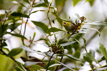 beautiful small Silvereye (Tauhou) hides between the leaves and feeds on fruits in christchurch...