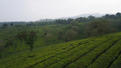 The vast expanse of tea gardens in the Malang area in the afternoon
