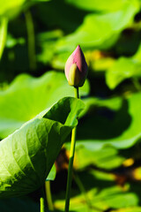 Chinese beauty: Red lotus bud in sunlight with green leaf