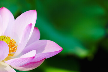 Oriental beauty: Close-up photo of pink lotus flower