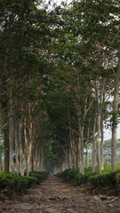 A rocky footpath for visitors surrounded by large trees and extensive tea gardens
