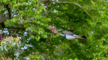 large new zealand pigeon - Kererū flies to the nest
spotted in Christchurch Botanic Gardens, Canterbury, New Zealand. Endemic birds of NZ