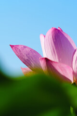 Oriental beauty: Close-up photo of pink lotus flower