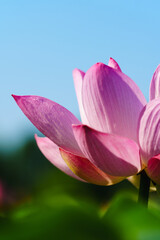 Fototapeta premium Oriental beauty: Close-up photo of pink lotus flower