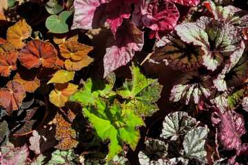 Close-up of colorful begonia leaves showcasing their intricate patterns and textures, captured under sunlight.