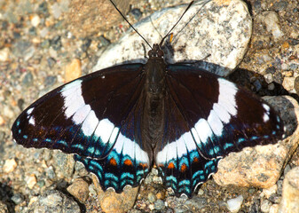 White admiral butterfly foraging on gravel in New Hampshire.