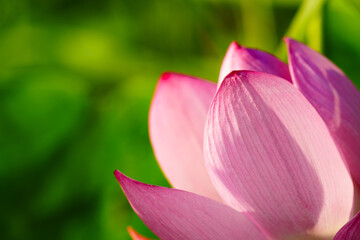Fototapeta premium Oriental beauty: Close-up photo of pink lotus flower