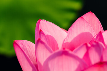 Oriental beauty: Close-up photo of pink lotus flower