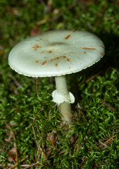White cap of a death cap mushroom in New Hampshire.