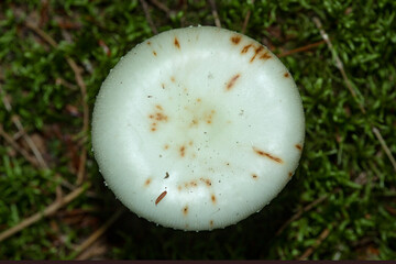White cap of a death cap mushroom in New Hampshire.