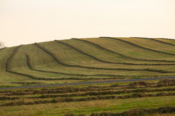 Obraz premium Windrows form lines over a glacial drumlin in central Connecticut.