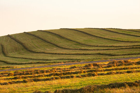 Windrows form lines over a glacial drumlin in central Connecticut.