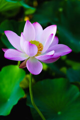 Chinese beauty: Pink lotus flower in sunlight with green leaf...Green lotus leaves outspread as far as boundless sky;
Pink lotus blossoms take from sunshine a new dye.
