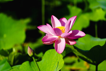 Chinese beauty: Pink lotus flower in sunlight with green leaf...Green lotus leaves outspread as far as boundless sky;
Pink lotus blossoms take from sunshine a new dye.