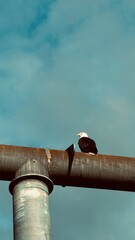Regal Raptor | Bald Eagle