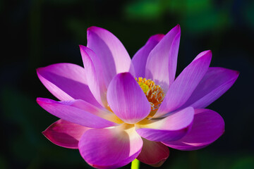 Chinese beauty: Pink lotus flower in sunlight with green leaf...Green lotus leaves outspread as far as boundless sky;
Pink lotus blossoms take from sunshine a new dye.