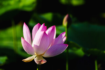 Obraz premium Chinese beauty: Pink lotus flower in sunlight with green leaf...Green lotus leaves outspread as far as boundless sky; Pink lotus blossoms take from sunshine a new dye.