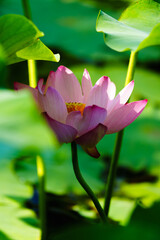 Chinese beauty: Pink lotus flower in sunlight with green leaf...Green lotus leaves outspread as far as boundless sky;
Pink lotus blossoms take from sunshine a new dye.