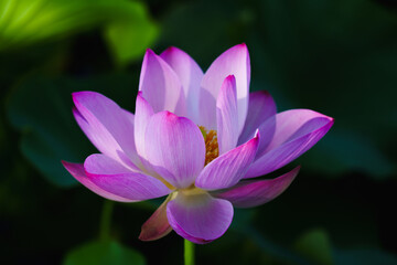 Chinese beauty: Pink lotus flower in sunlight with green leaf...Green lotus leaves outspread as far as boundless sky;
Pink lotus blossoms take from sunshine a new dye.