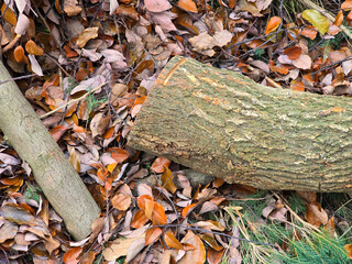 Close-Up of Fallen Leaves, Cut Tree Trunks, and Branches