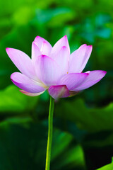 Obraz premium Chinese beauty: Pink lotus flower in sunlight with green leaf...Green lotus leaves outspread as far as boundless sky; Pink lotus blossoms take from sunshine a new dye.