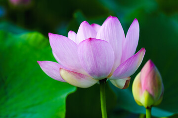 Chinese beauty: Pink lotus flower in sunlight with green leaf...Green lotus leaves outspread as far as boundless sky;
Pink lotus blossoms take from sunshine a new dye.