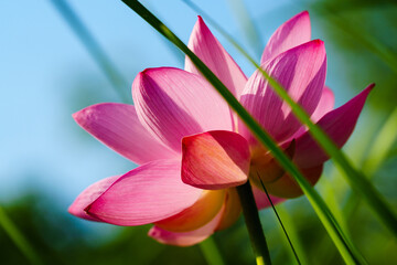 Fototapeta premium Chinese beauty: Pink lotus flower in sunlight with green leaf...Green lotus leaves outspread as far as boundless sky; Pink lotus blossoms take from sunshine a new dye.