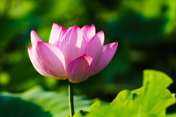 Chinese beauty: Pink lotus flower in sunlight with green leaf...Green lotus leaves outspread as far as boundless sky;
Pink lotus blossoms take from sunshine a new dye.