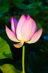 Chinese beauty: Pink lotus flower in sunlight with green leaf...Green lotus leaves outspread as far as boundless sky;
Pink lotus blossoms take from sunshine a new dye.