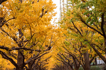 tourist attractions in the city park of Tokyo, Meiji Jingu Gaien Ginkgo Avenue, panoramic modern cityscape building in Japan.	