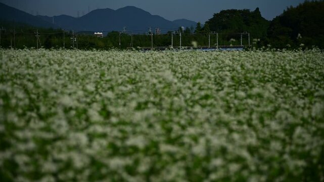 蕎麦の花咲く秋のいなべを走るED45形電気機関車牽引の貨物列車 （三岐鉄道 三岐線 丹生川 - 伊勢治田, 2024年10月）