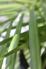 Fototapeta premium close up of green leaves