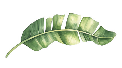 banana leaves isolated plam leaves