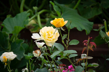 Yellow roses against a background of large green leaves in the summer garden