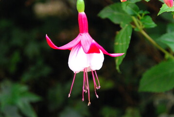 The flowers of Wuling Farm in Taiwan