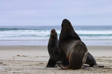 Fototapeta premium A group of large hookers sea lions fighting on a beautiful sandy beach. Sandfly Bay, Otago Peninsula, New Zealand. Endangered marine mammals in New Zealand