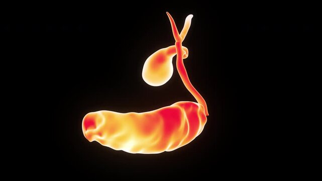 Human Internal Organs Pancreas with Gallbladder Anatomy Animation Concept 
