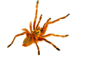  Usambara Orange Baboon Tarantula (Pterinochilus murinus)