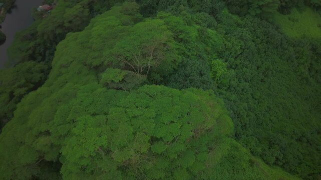 Mountainside ravine valley Tahiti island French Polynesia aerial drone tropical dense lush jungle flora forest Mahina Papeno'o Teahupoo Papeete Moorea Mont Orohena greenery cloudy birdseye circle left