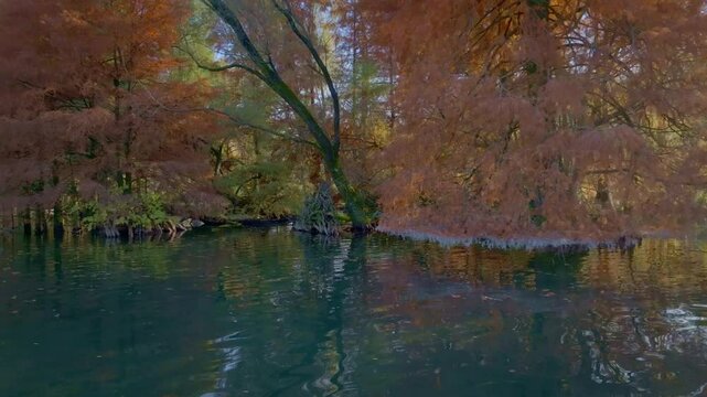 The enchanted landscape and the Taxodi forest in Paratico Italy during autumn, trees foliage