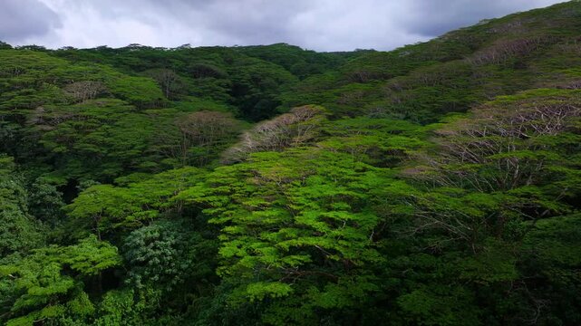 Tahiti island French Polynesia aerial drone tropical dense lush jungle flora forest Mahina Papeno'o mountainside canyon ravine valley Teahupoo Papeete Moorea Mont Orohena greenery cloudy circle left