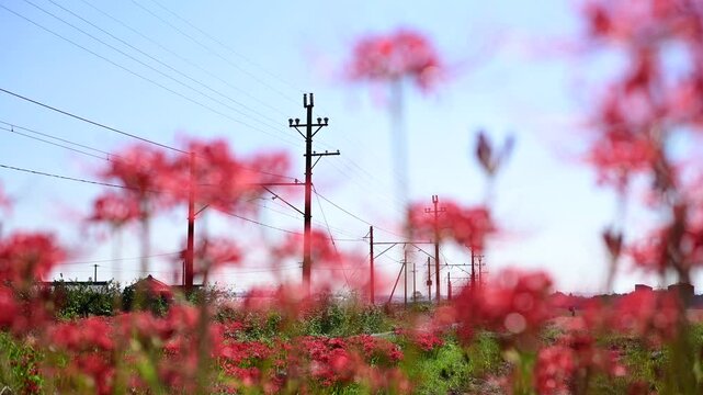 彼岸花の咲く秋のいなべを走る801系普通列車 （三岐鉄道 三岐線 三里 - 丹生川, 2024年10月）