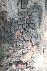 Bark skin texture background, nature hardwood