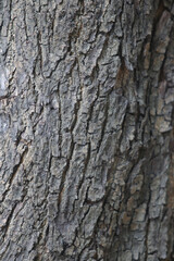 Bark skin texture background, nature hardwood