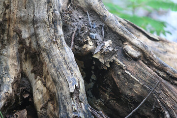 Bark skin texture background, nature hardwood