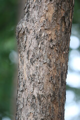 Bark skin texture background, nature hardwood