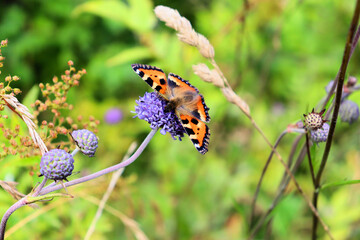 Insects Bumblebee and butterfly collect nectar on a blue flower
