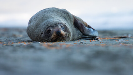 Beautiful unique adorable new zealand fur seal resting on the rocks spotted in Kaikōura Peninsula Walkway, Canterbury. Amazing marine mammals spotted in New Zealand